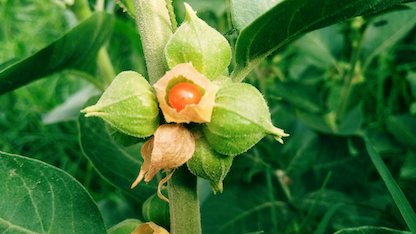 Ashwagandha Pflanze mit Frucht